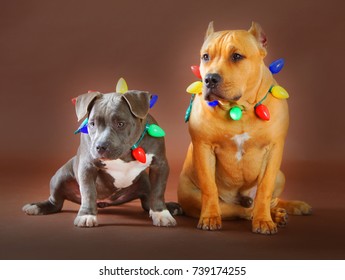 Pitbull Daddy And Puppy With Christmas Lights I Brown Background