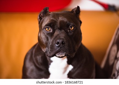 The Pitbull despite looking quite large is actually a medium sized dog Its well defined musculature is one of the main characteristics of the breed - Shutterstock ID 1836168721