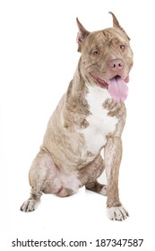 Pitbull disabled on a white background in studio