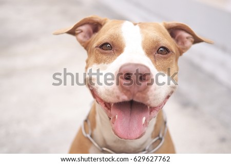 Pitbull dog alway smile.