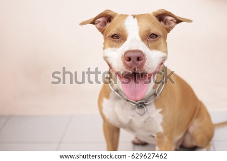 Pitbull dog always smile.