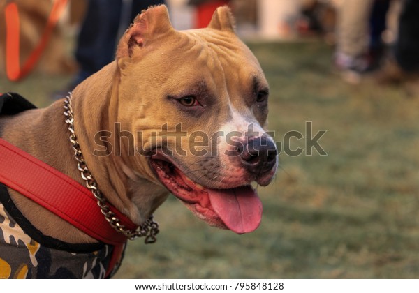 Pitbull Dog Delhi India Stock Photo Edit Now 795848128
