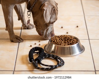 Pitbull dog eating healthy and nutritious kibble. - Shutterstock ID 1972112984
