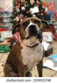 Pitbull Dog Enjoys Christmas And Presents.