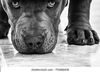 Hình nền  Đơn sắc Pit bull Động vật có vú 1920x1200 px đen và trắng  Nhiếp ảnh đơn sắc Động vật có xương sống Chó như động vật có vú  Carnivoran