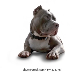 Pitbull Dog Isolated