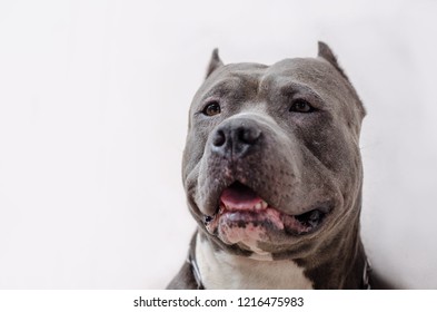 Pitbull Dog Isolated White Background Stock Photo (Edit Now) 1216475980