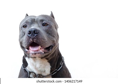 Pitbull Dog Isolated White Background Stock Photo 1406217149 | Shutterstock