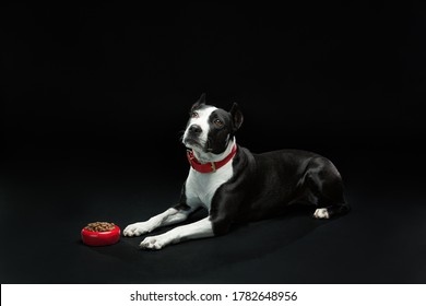 Pitbull Dog Lying Next To A Bowl Of Dry Food, Isolated On Black Background