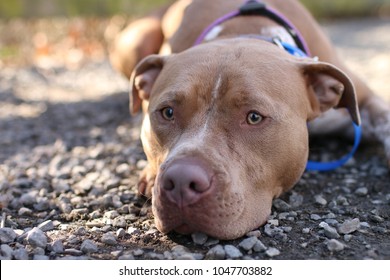 Pitbull Dog At Dog Park Pitbull Dog At Dog Park