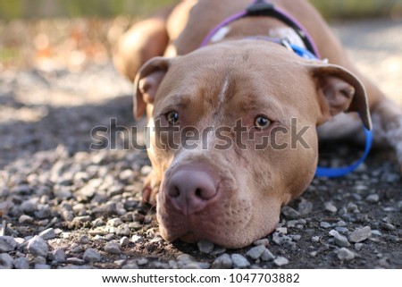 pitbull dog dog park stock photo edit now 1047703882 shutterstock