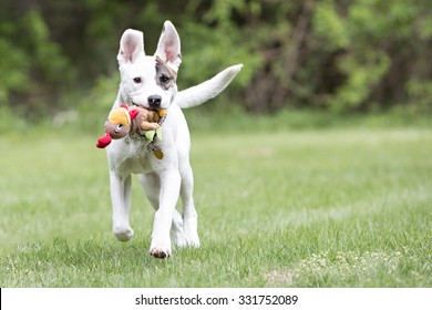 Pitbull Dog Playing With A Toy Running Outside