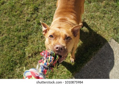 Pitbull Dog With Rope Toy