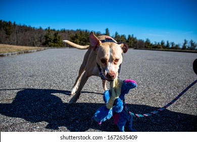 Pitbull Dog Shaking Stuffed Plush Dragon Toy