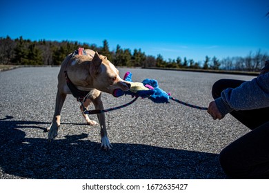 Pitbull Dog Shaking Stuffed Plush Dragon Toy