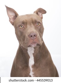 Pitbull Dog Standing On White Background