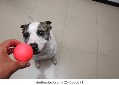 The pitbull dog stares intently at the red ball offered by a human hand in a well-lit indoor space showing excitement and focus as it anticipates a playful interaction and fun activity. - Powered by Shutterstock