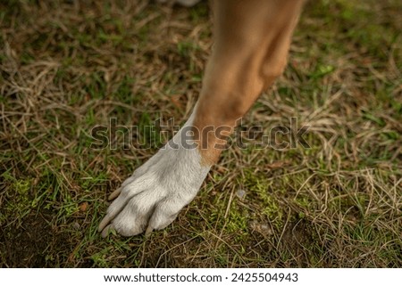 Similar – Alle wollen zurück zur Natur, aber keiner zu Fuß