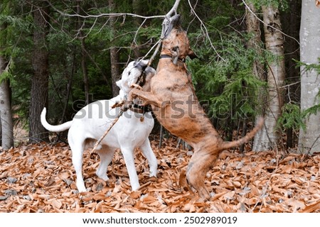 Similar – Foto Bild blonder Labrador mit Frau auf einer Lichtung