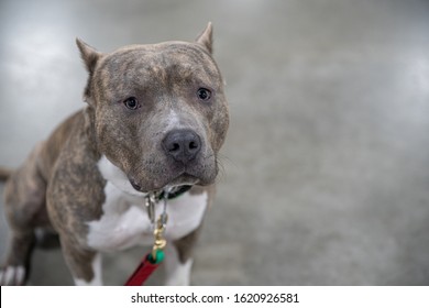 Pitbull Has Worried Eyes Wants Go Stock Photo 1620926581 | Shutterstock