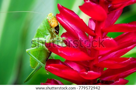 A pitbull katydid (Lirometopum coronatum) crawls on a bright red flower in Tortuguero National Park, Costa Rica.
