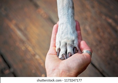 Pitbull Lab Mix With Her Paw In The Hand Of Her Owner