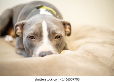 3,477 Pitbull adult Images, Stock Photos & Vectors | Shutterstock