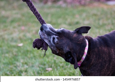 pitbull tug rope