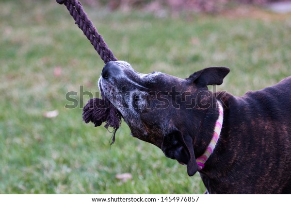 pitbull tug rope