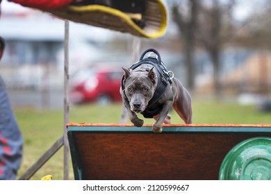 Pitbull Pryter Dog K9 Training Jumping