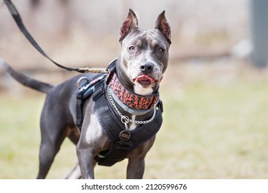 Pitbull Pryter Dog K9 Training Jumping