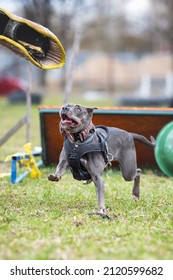 Pitbull Pryter Dog K9 Training Jumping