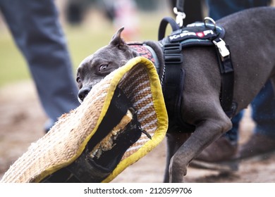 Pitbull Pryter Dog K9 Training Jumping