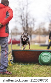 Pitbull Pryter Dog K9 Training Jumping