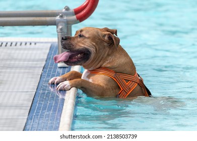 Pitbull In A Public Swimming Pool Climbing Out Of The Side