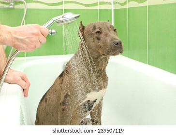 Pitbull puppy is bathed in a shower - Powered by Shutterstock