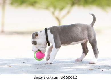 Pitbull Puppy Dog Playing Ball Stock Photo 1085606810 | Shutterstock