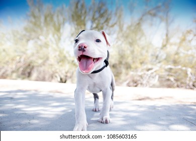 Pitbull Puppy Dog Smiling