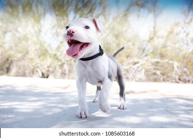 Pitbull Puppy Dog Smiling