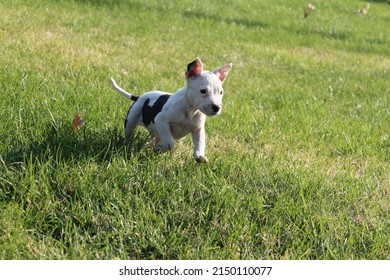 Pitbull puppy, grass background, park