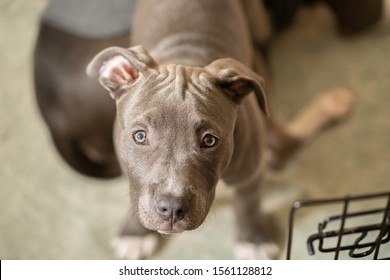 Baby Pitbull High Res Stock Images Shutterstock