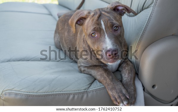 Pitbull puppy on car\
seat