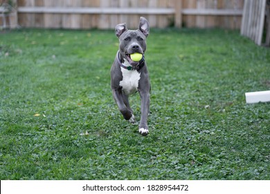 pitbull puppy is playing fetch with a tennis ball