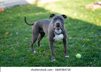 Pitbull Puppy Is Waiting To Play Fetch With A Tennis Ball