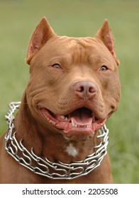 red nose pitbull cropped ears