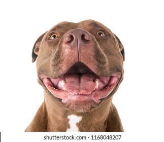 Pitbull Red Nose In Front Of White Background