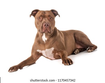 rednose american pitbull terrier