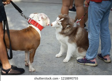 Pitbull And Sibrerien Husky Greeting To Each Other In Leashes With Owner Control Outdoor In The Dog Community