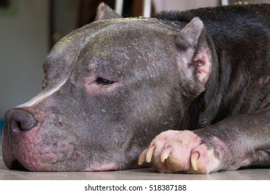  Pitbull sick - Powered by Shutterstock