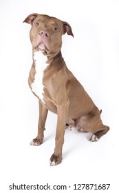 Pitbull Sitting On White Background